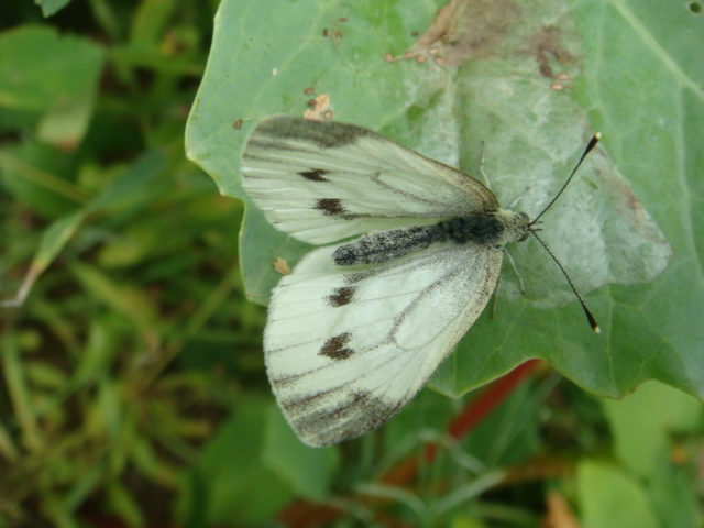 Winis Tier und Pflanzenwelt 8.JPG