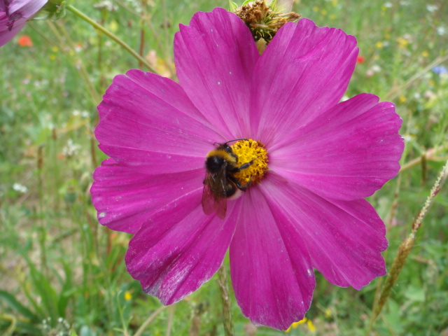 Winis Tier und Pflanzenwelt 9.JPG