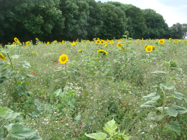 Blühfläche am Wald mit Sonnenblumen Juli 2017.JPG
