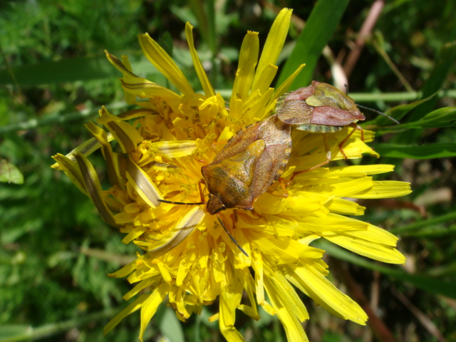 Winis Tier und Pflanzenwelt 11.JPG