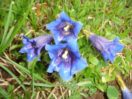 Winis Tier und Pflanzenwelt 12.JPG