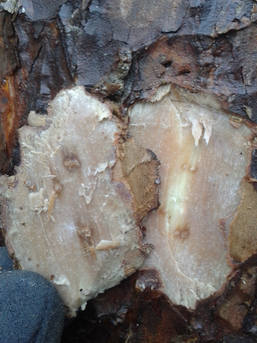 2017-12-24 14.25.30.jpg