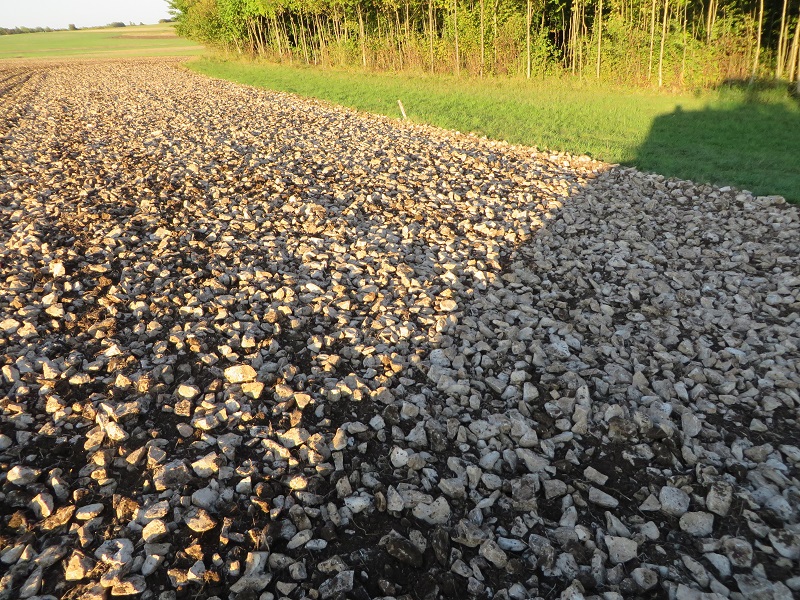 Soinnenblumen 2013 013.jpg