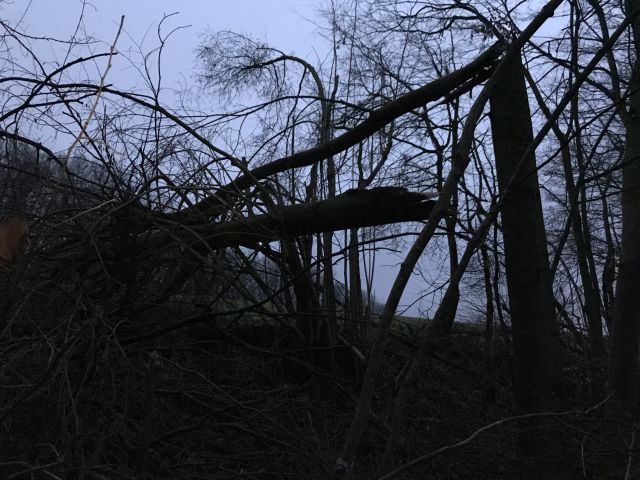 Sturmschaden_Staatswald_2.jpg