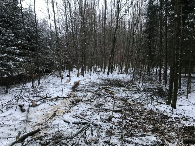 Freifläche für Pflanzung.jpg