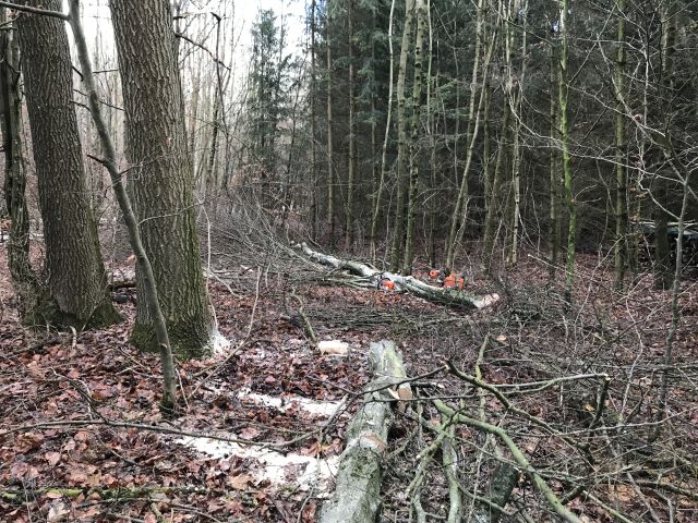 Freifläche für Pflanzung_3.jpg