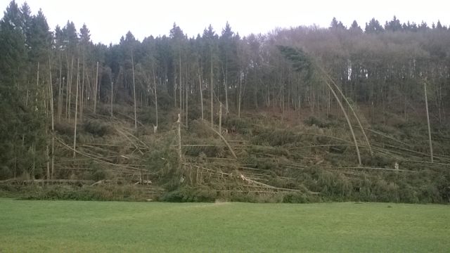 Windbruch Urb 1 312018.jpg