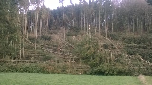 Windbruch Urb 3 312018.jpg