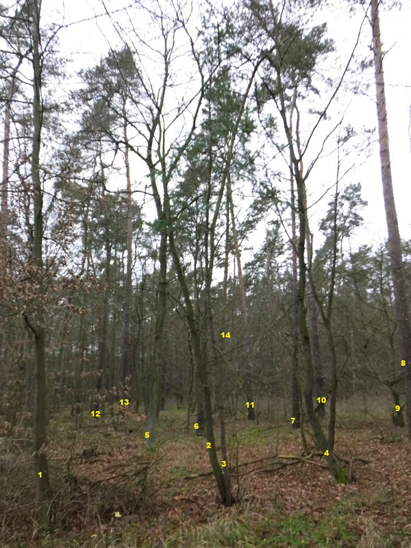 douglasie klein (2016_05_28 01_57_08 UTC).jpg