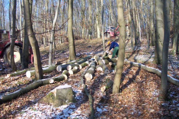 Brennholz 2008 007.jpg