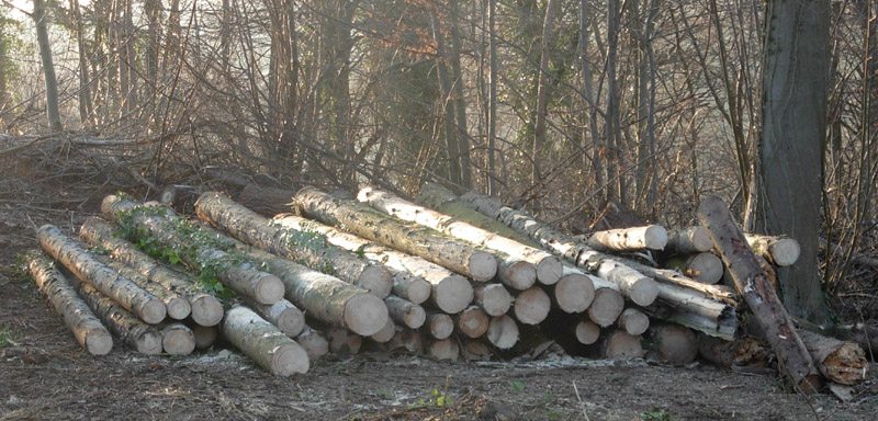 13 für's eigene Mobilsägewerk-2.jpg