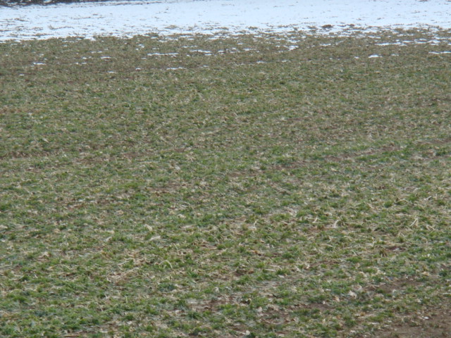 Raps 1 Tag nach Düngung am Wald.JPG