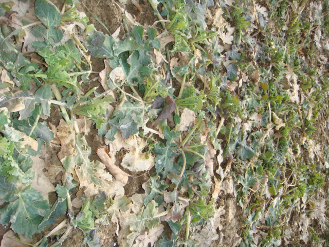 Raps Anfang März vom Wild abgefressen.JPG