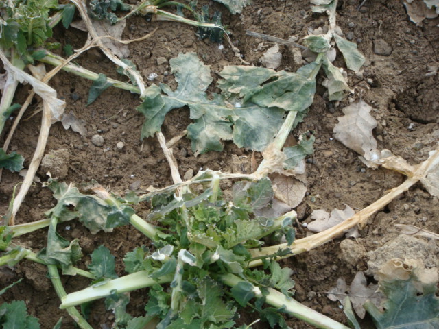 Raps von Hasen und Rehen abgefressen und gedüngt.JPG