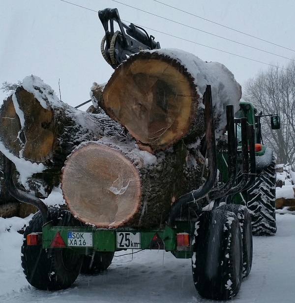 6320 mit RW Eichenstämme für Carving.jpg