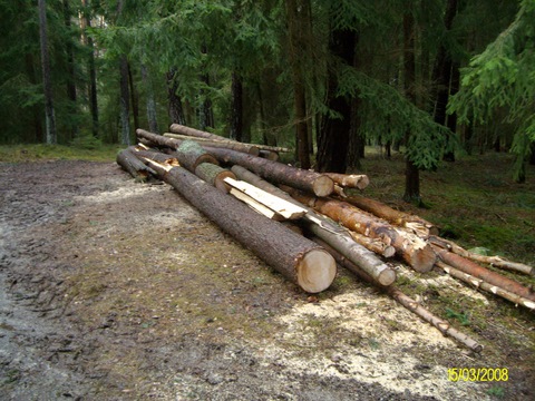 Holz4.jpg
