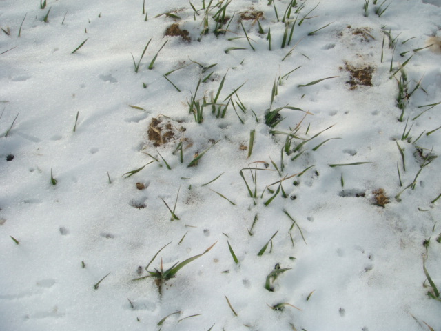 1. Schneegabe Nahaufnahme.JPG