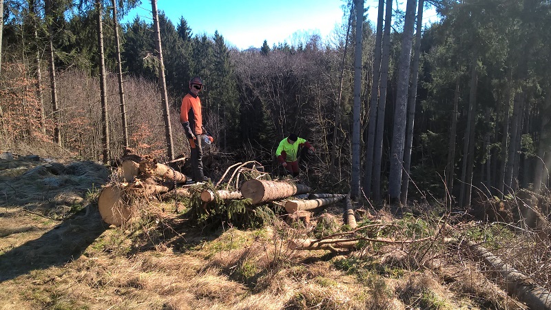 Oben am Waldstück.jpg