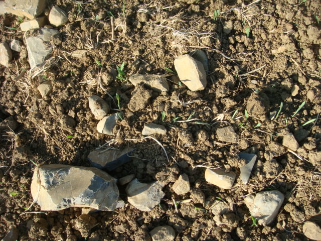 Bio-Sommergerste am Steinbuckel .JPG