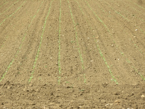 Z`Rübenacker 28.04.18.jpg