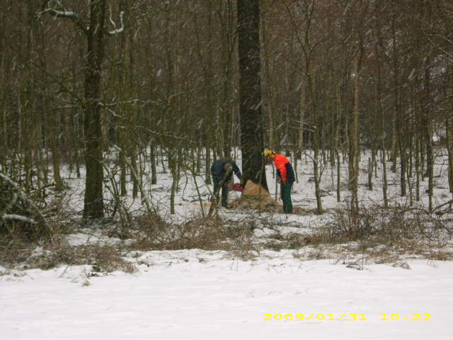 wald u. Forst 125.jpg
