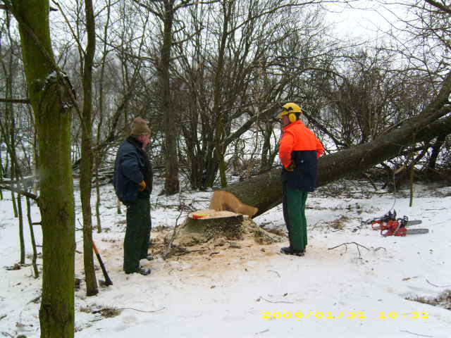 wald u. Forst 128.jpg