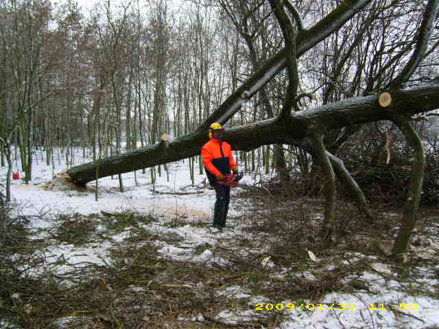 wald u. Forst 135.jpg