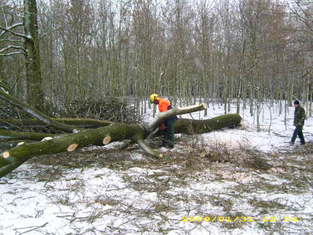 wald u. Forst 146.jpg