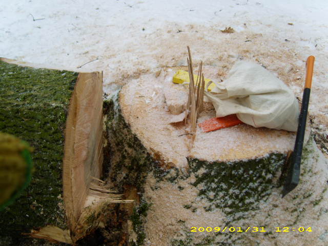 wald u. Forst 148.jpg