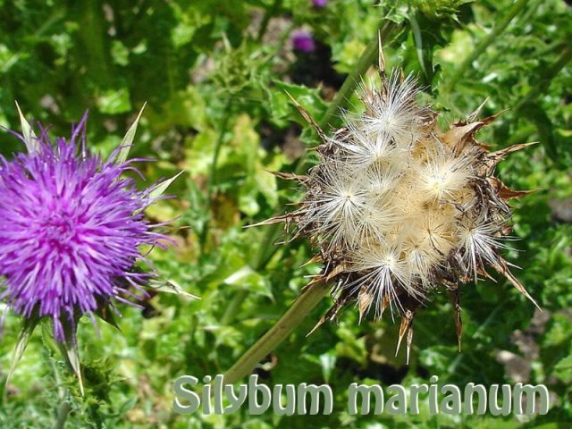 silybum.jpg
