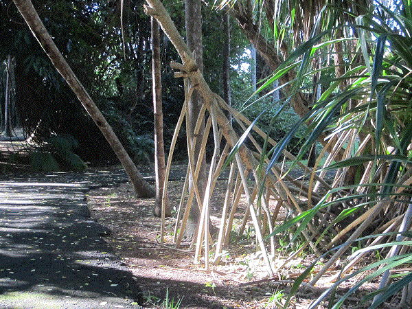 Baumbesunderheiten 2..gif