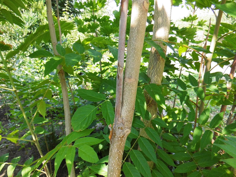 Ailanthus altissima 1.jpg