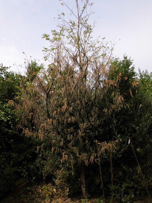 Metasequoia trocken.jpg