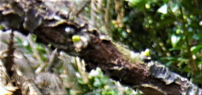 Metasequoia Knospen (2).jpg