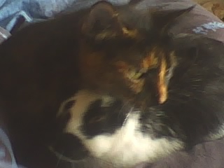 Pliglie und Speedy.jpg