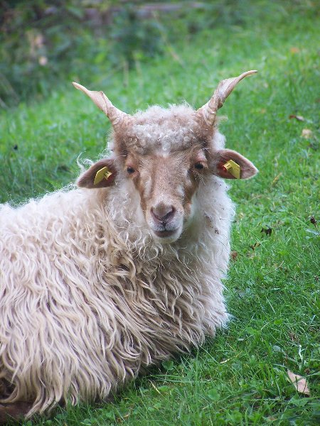 Zsofia 09-2008-1_450x600.jpg