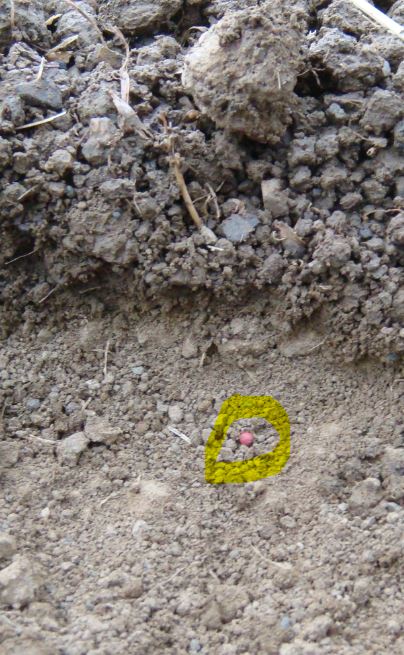 Rapskorn im trockenen Saathorizont.JPG