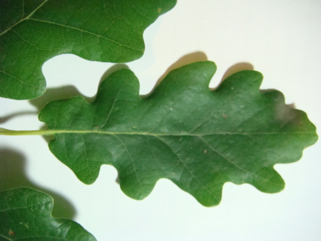 Eiche Blatt Detail.JPG