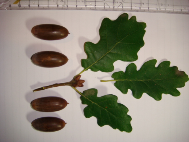 Eiche Blatt und Eicheln.JPG