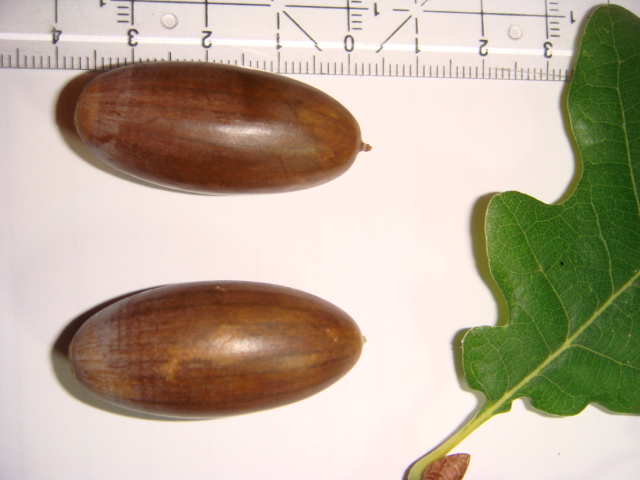 Eiche Eicheln im Detail.JPG