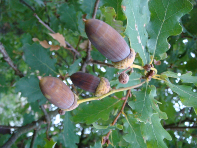 Eicheln am Baum 2.JPG