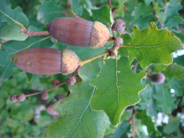 Eicheln am Baum 3.JPG