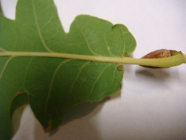 Blattrückseite Detail Stiel.JPG