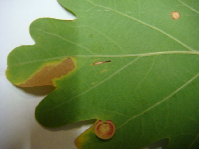 Blattrückseite Detail Blattende.JPG