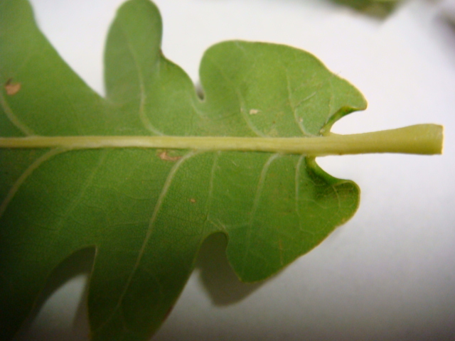 Blattrückseite Detail Blatt und Stiel.JPG