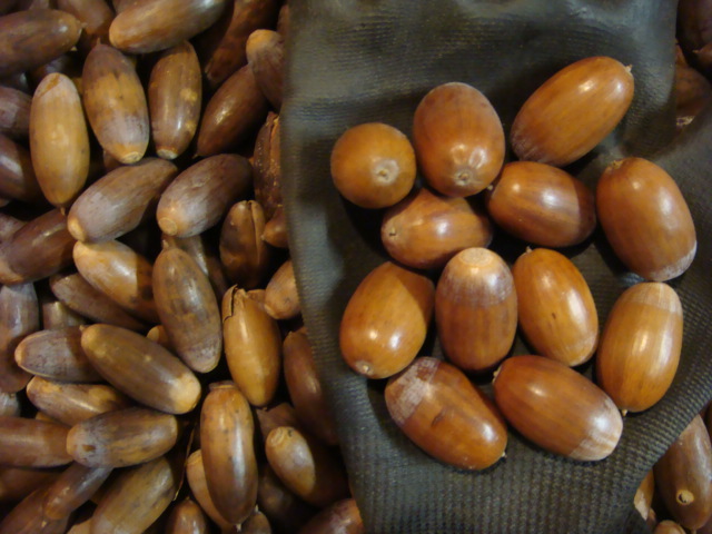 Eicheln im Detail.JPG