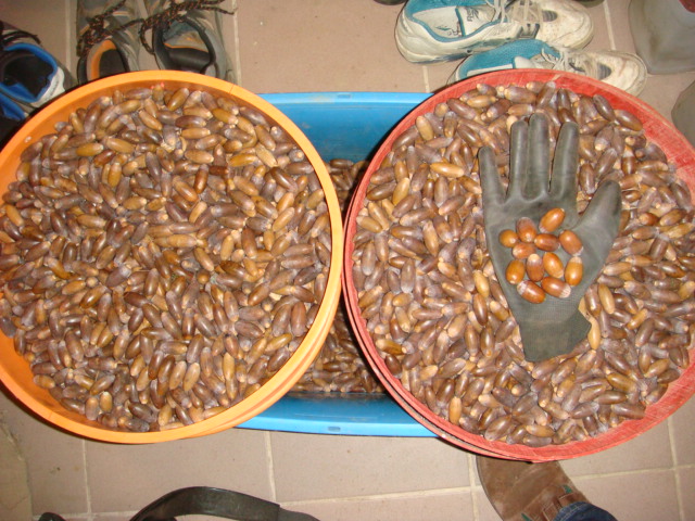 Eicheln im Sieb (1).JPG