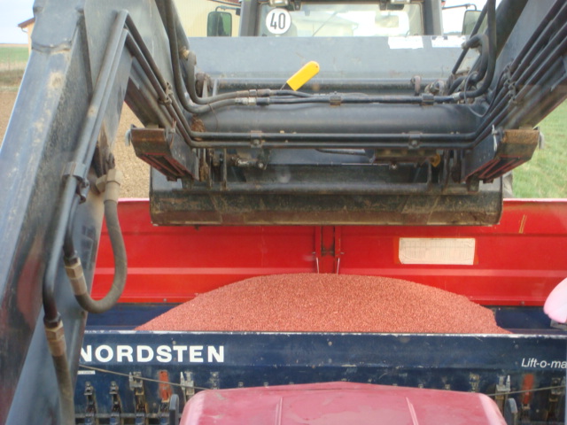 Weizen aufmunitionieren.JPG