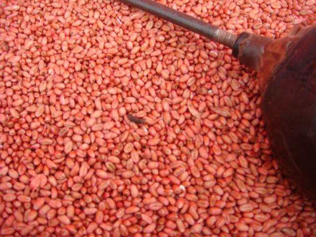 Elixer mit Mutterkorn.JPG