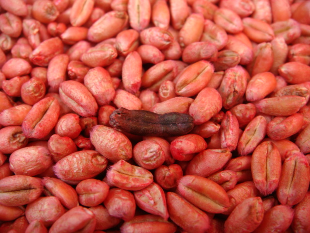 Mutterkorn Weizen Detail.JPG